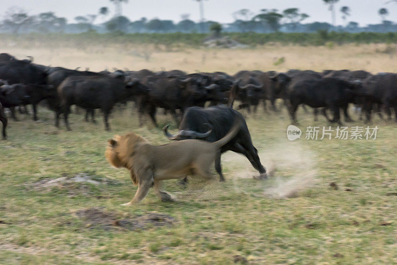 津巴布韦万基国家公园，水牛挡住一头雄狮