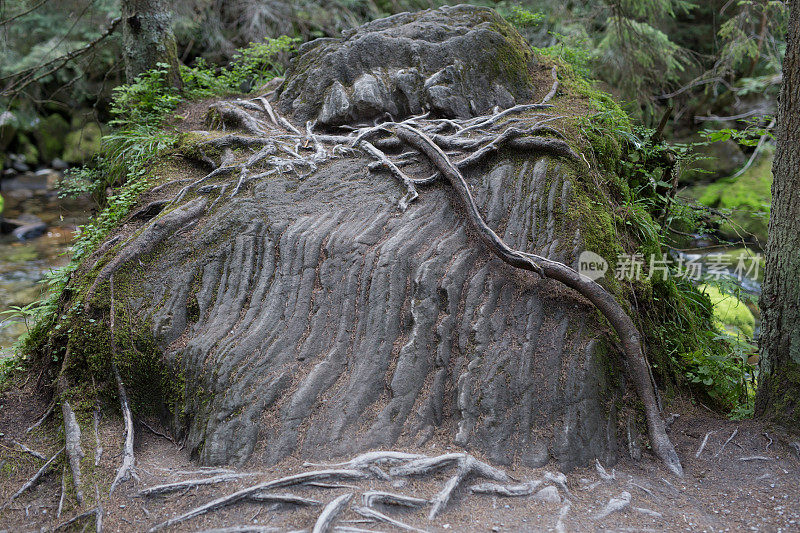 树根在石头上