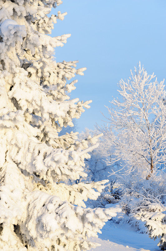 冬天的景色——白雪覆盖的树木