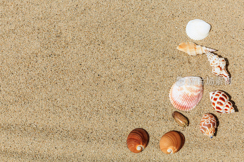 沙滩上的海螺和贝壳