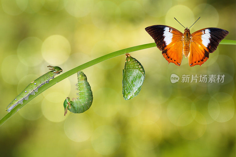 茶色王公蝴蝶的生命周期