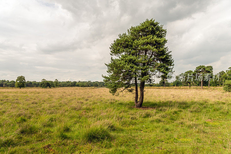荷兰自然保护区中孤独的苏格兰松树