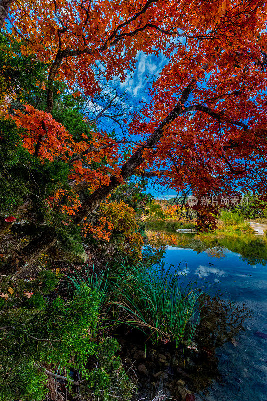 失落枫树州立公园的秋天树叶，德克萨斯州