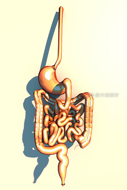 肠、消化系统、胃、食道、十二指肠、结肠呈狭长阴影。人体解剖学。三维渲染
