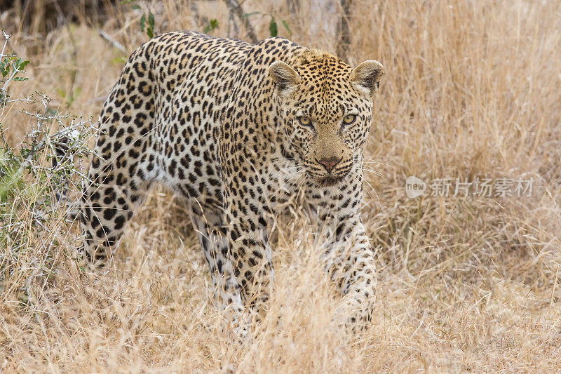美丽的大雄性豹在大自然中行走寻找食物