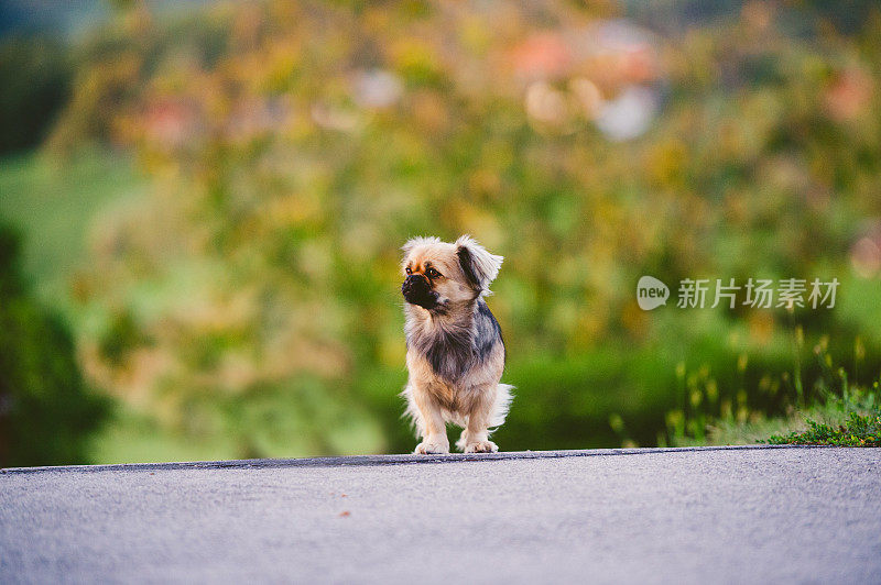 哈巴狗的肖像