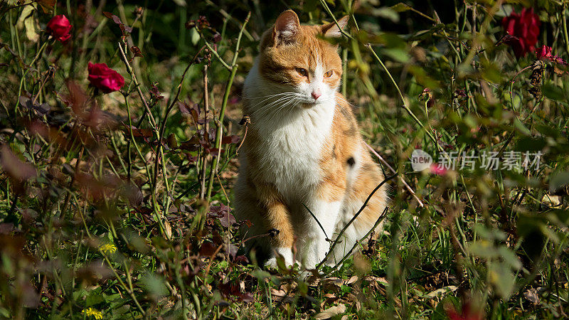 猫在花丛中