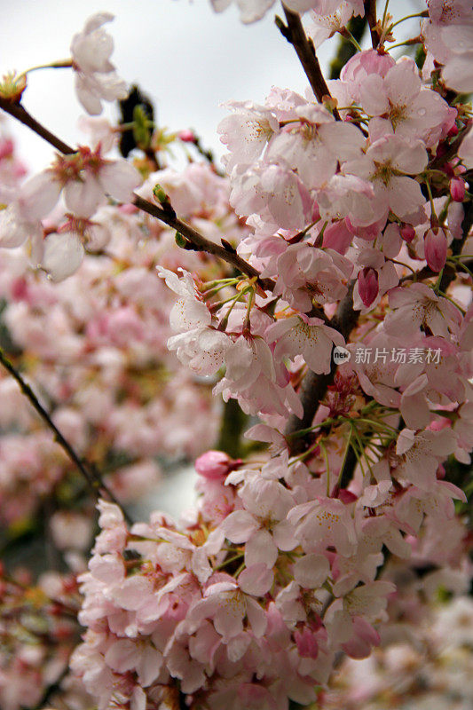 丰富的花