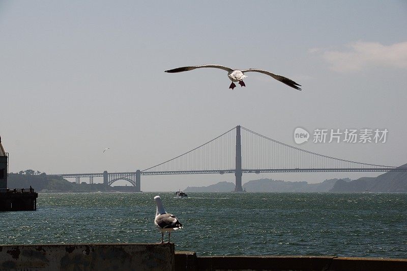 海鸟在行动