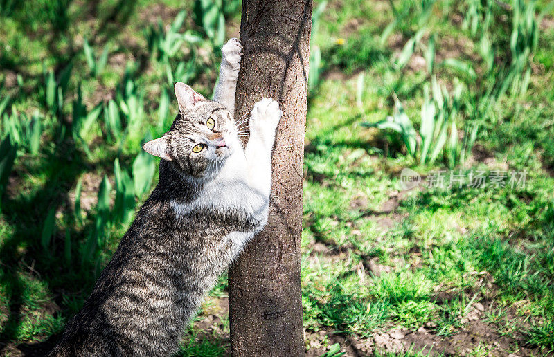 猫在室外的树上磨爪子