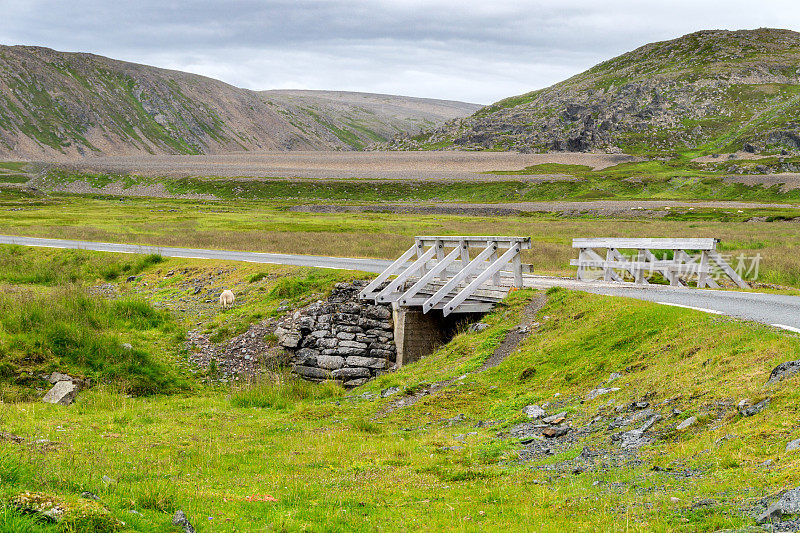 在挪威芬马克，在Varanger国家旅游路线上吃草的绵羊