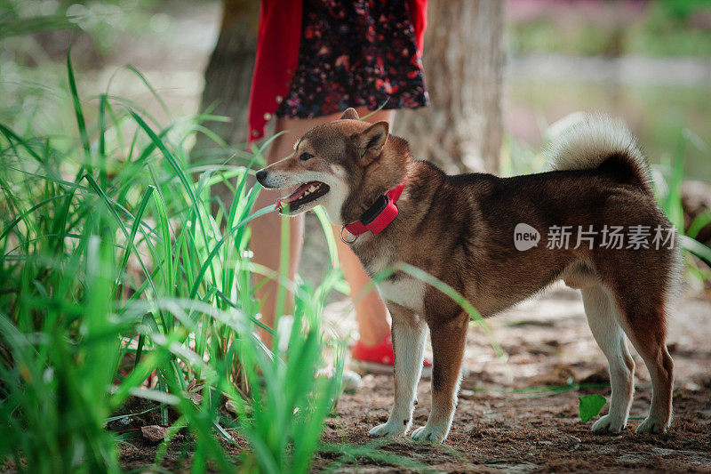 日本柴犬和主人在池塘边