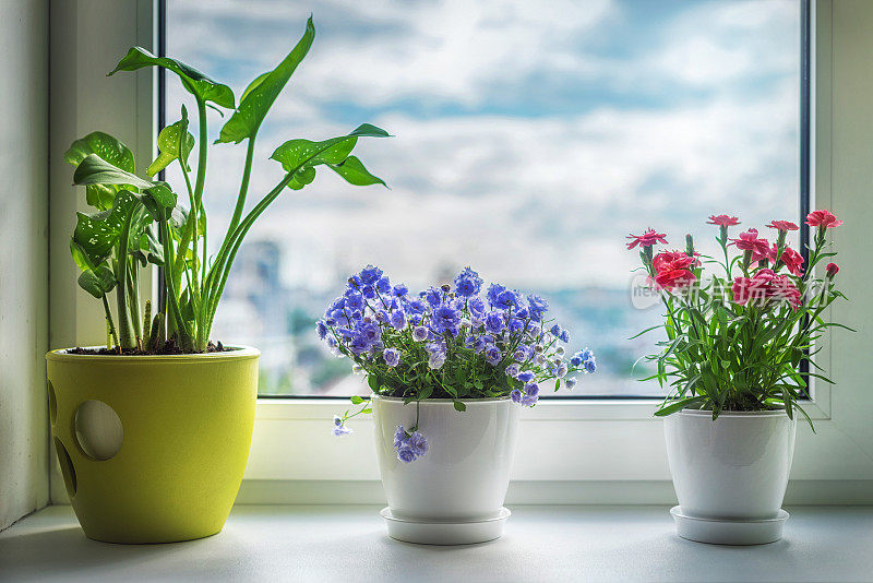 窗户上的室内植物。康乃馨、蓝花和卡拉。