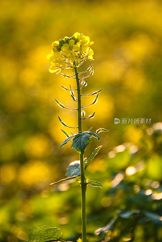 油菜籽