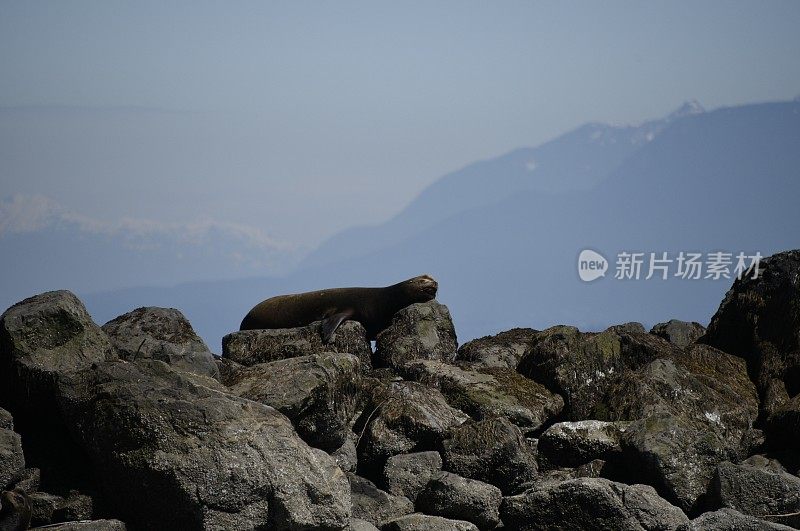 休息海狮