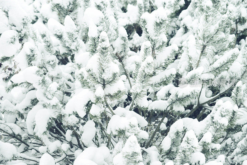 被霜覆盖的植物(针叶树)