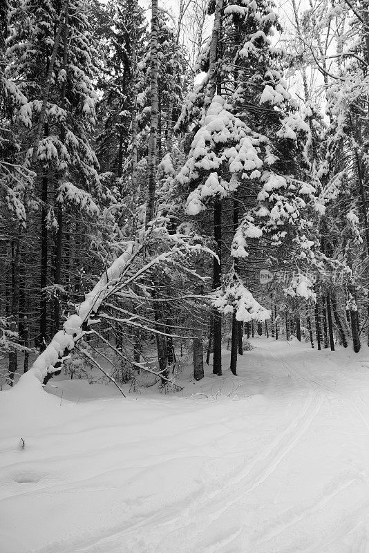 冬天的云杉森林，地上和树上都覆盖着雪。