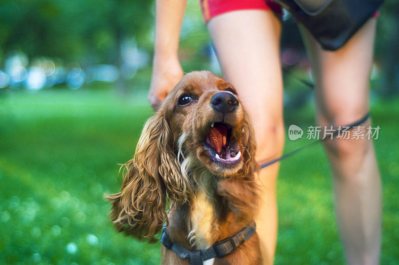 可爱的小猎犬