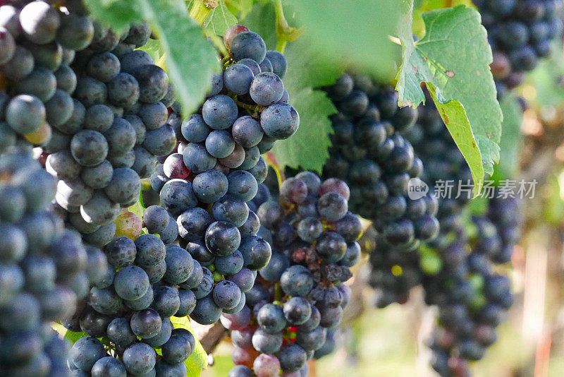 葡萄在葡萄酒地里生长