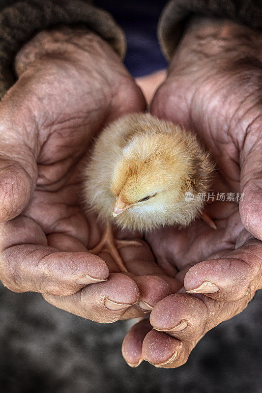 手中的小鸡