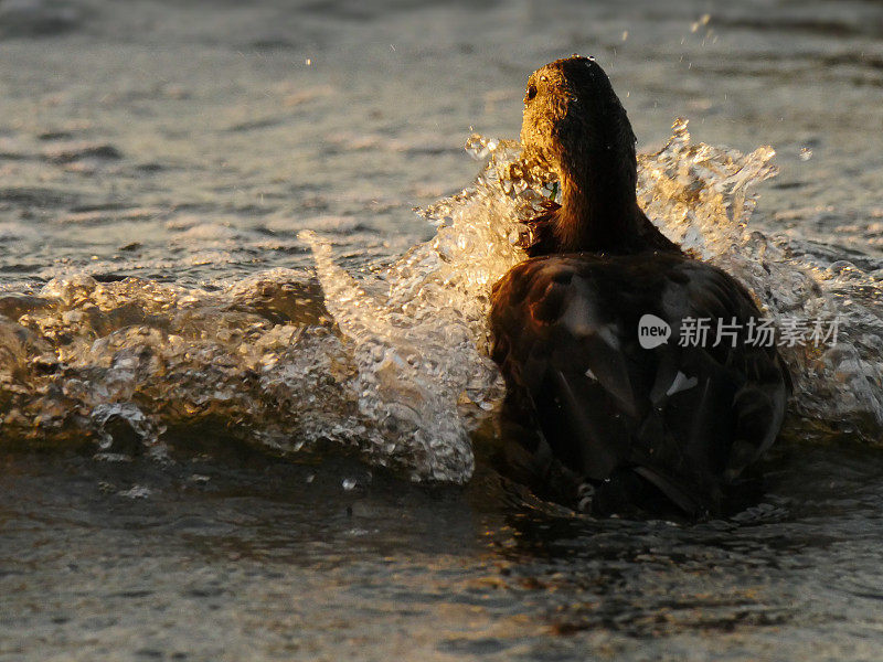 乘风破浪