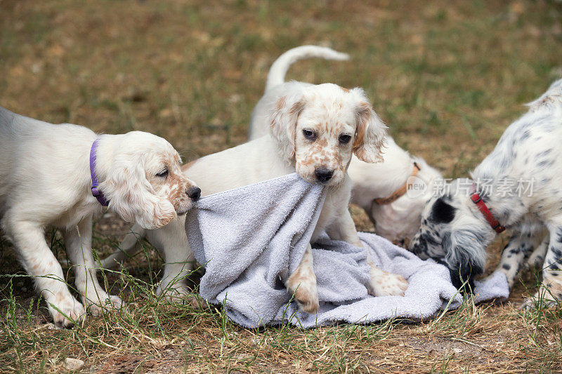 意大利翁布里亚，玩毛巾的英国赛特犬