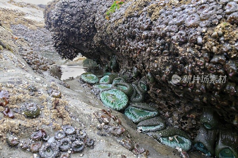 海洋生物低潮，海葵，奥林匹克国家公园，华盛顿