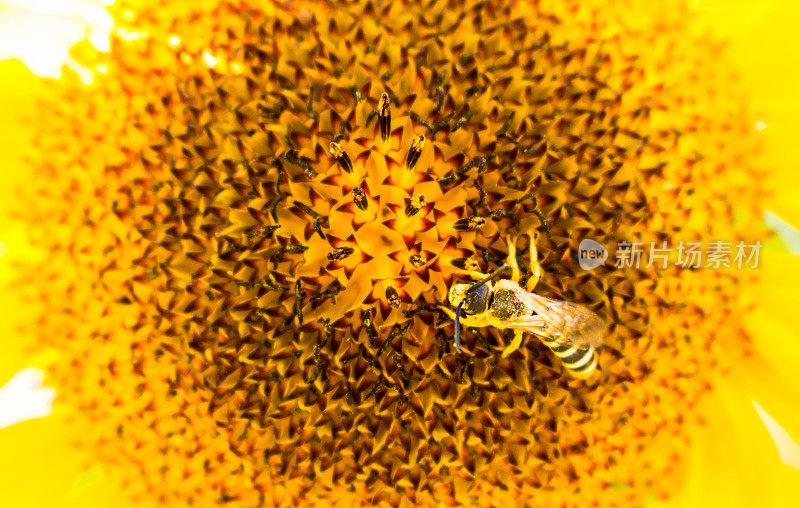 向日葵与蜜蜂近距离接触