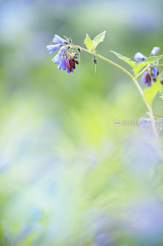 常见的聚合草(officinale合欢草)花