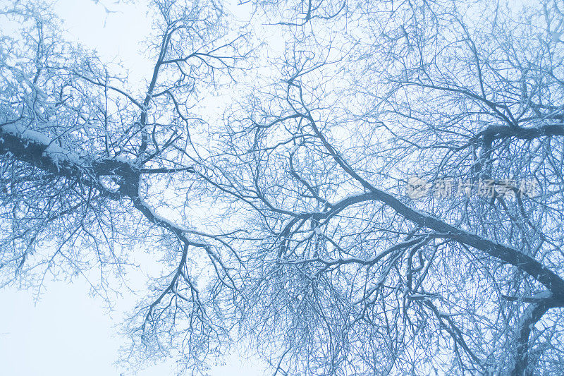 树顶有雪