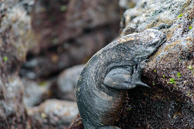 海鬣蜥在加拉帕戈斯群岛上觅食