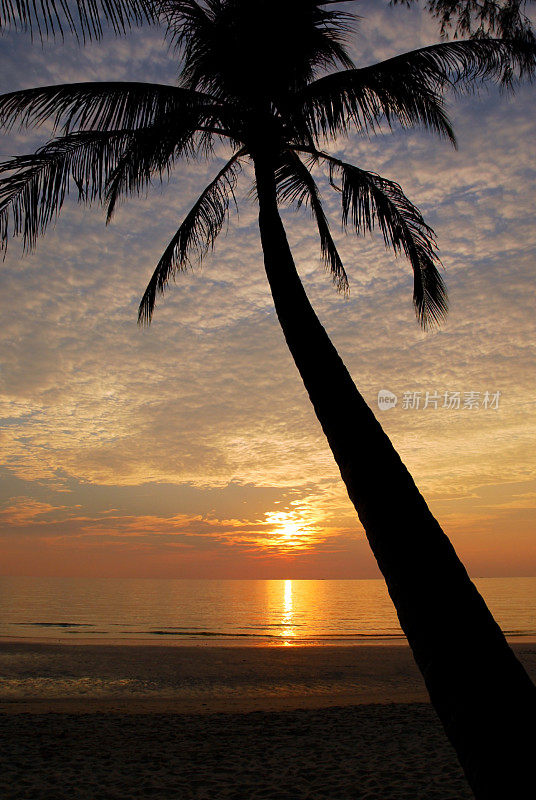 岛上的棕榈树和日落。