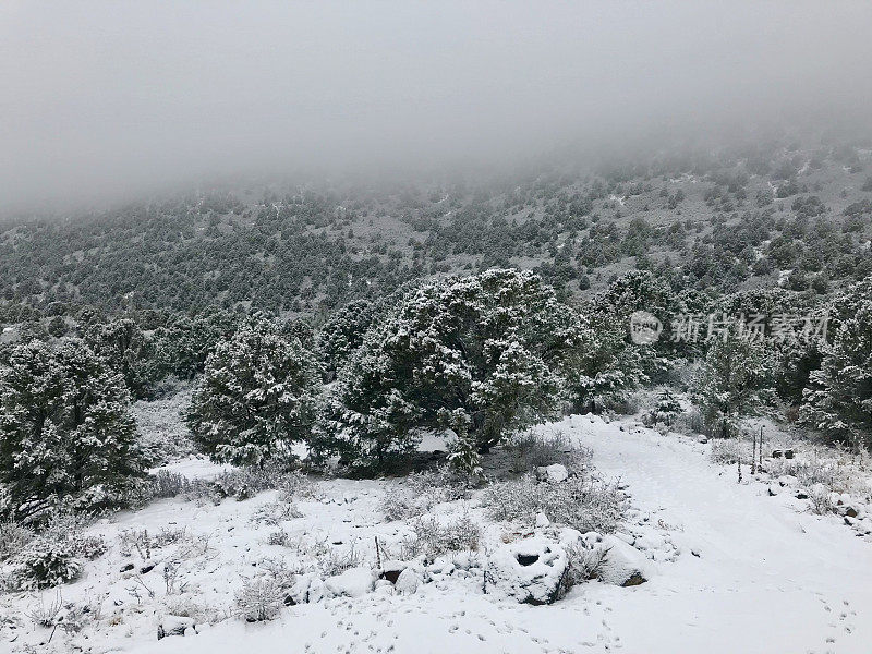 白色风景-科罗拉多州西部高海拔冬季降雪
