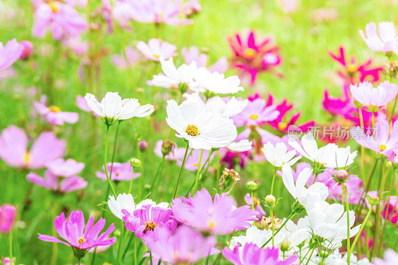 粉红色和白色的宇宙花在花园里，美丽的花