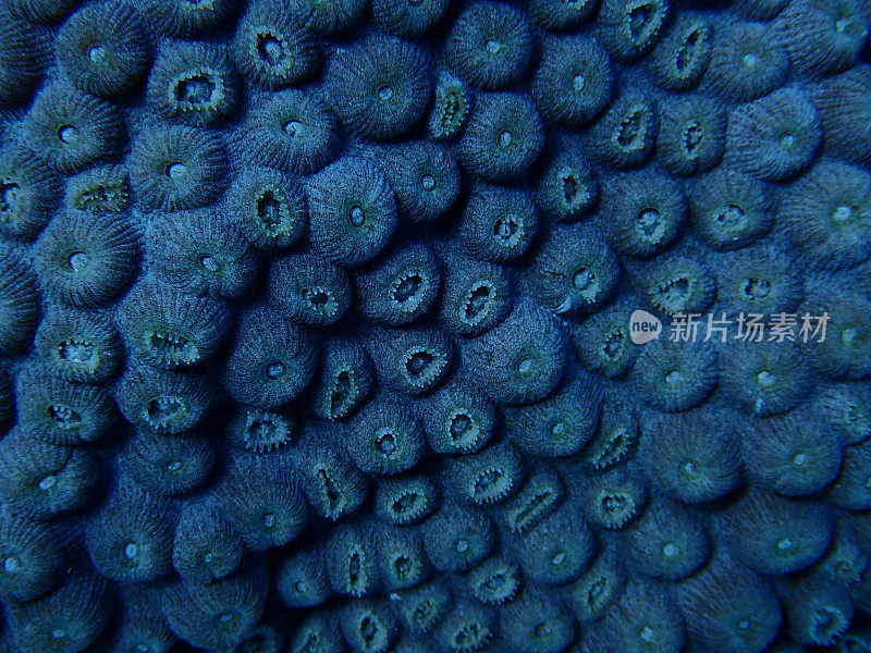 软珊瑚虫背景