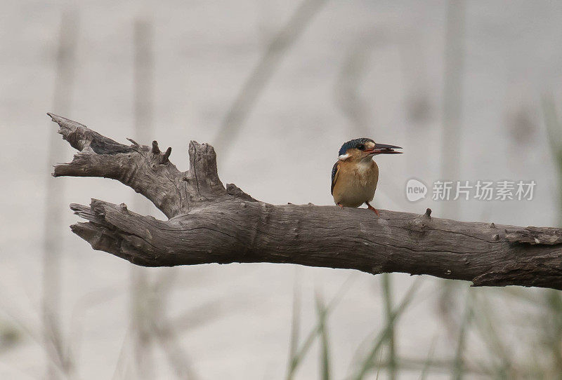 孔雀石翠鸟