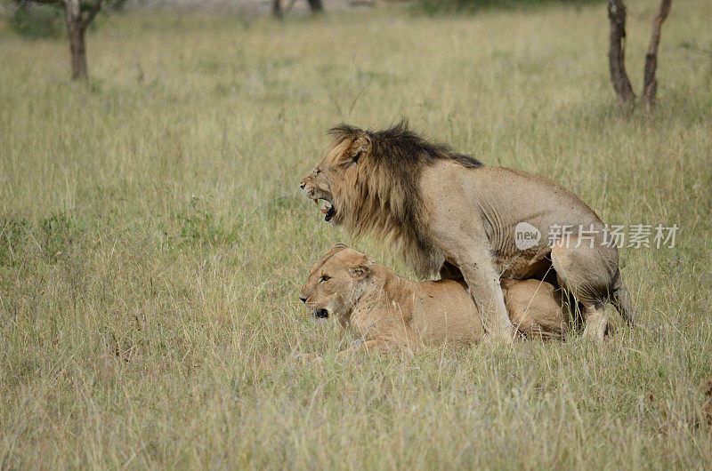 两只野生狮子正在交配