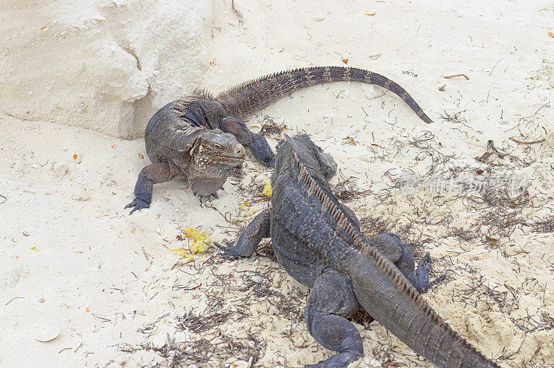 两只鬣蜥在沙子的背景下把找到的食物分开