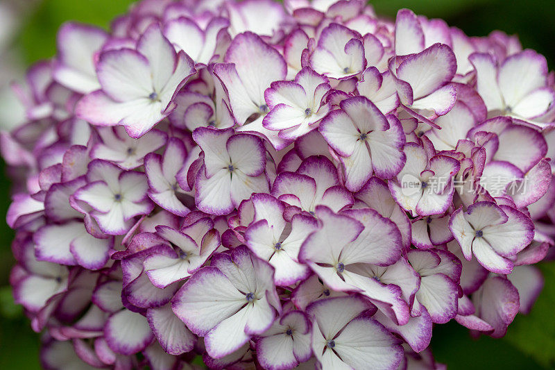 淡紫色和白色的绣球花