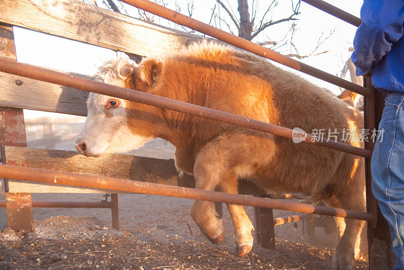 草饲肉牛，小公牛正在集结