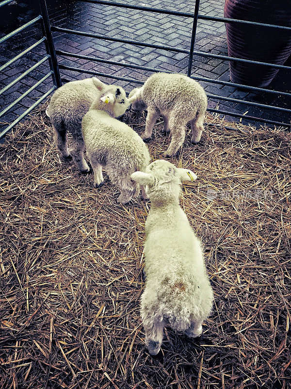农场的羊圈里的羊