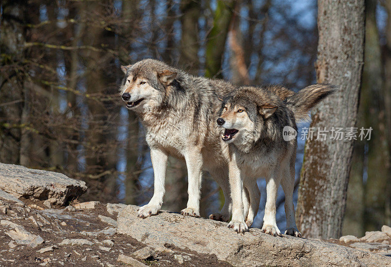 有两只在冬天叫加拿大森林狼