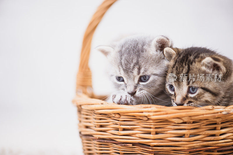 篮子里有两只超级可爱的小猫