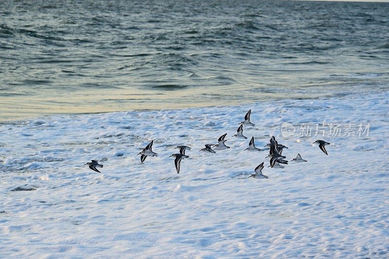 海面上的海鸥