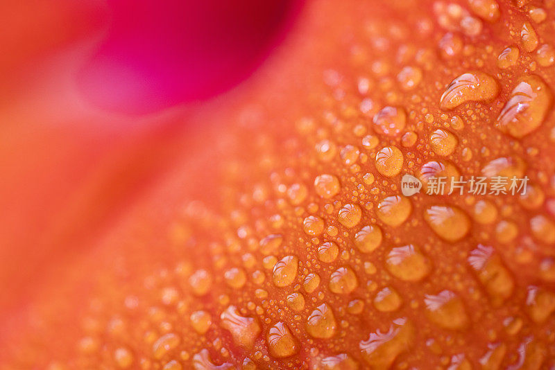 水珠落在芙蓉花瓣上