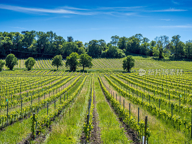 基安蒂葡萄酒产区连绵起伏的托斯卡纳葡萄园