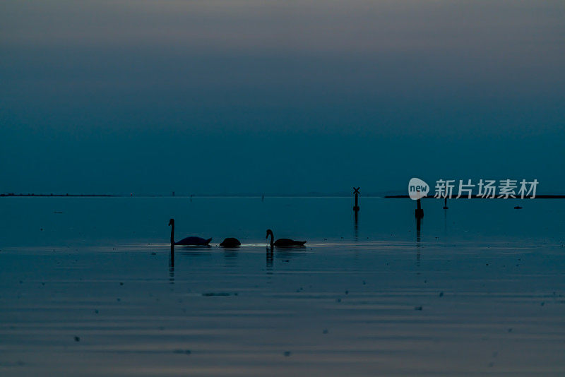 天鹅一家在夕阳下一起放松和吃饭，天鹅的剪影。