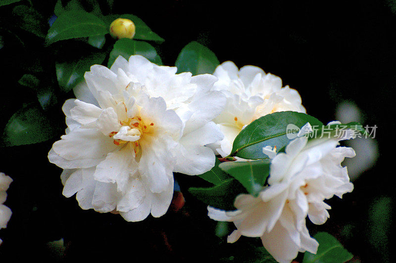 山茶花油茶花