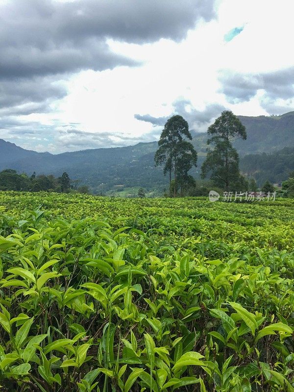 斯里兰卡山谷中的茶园