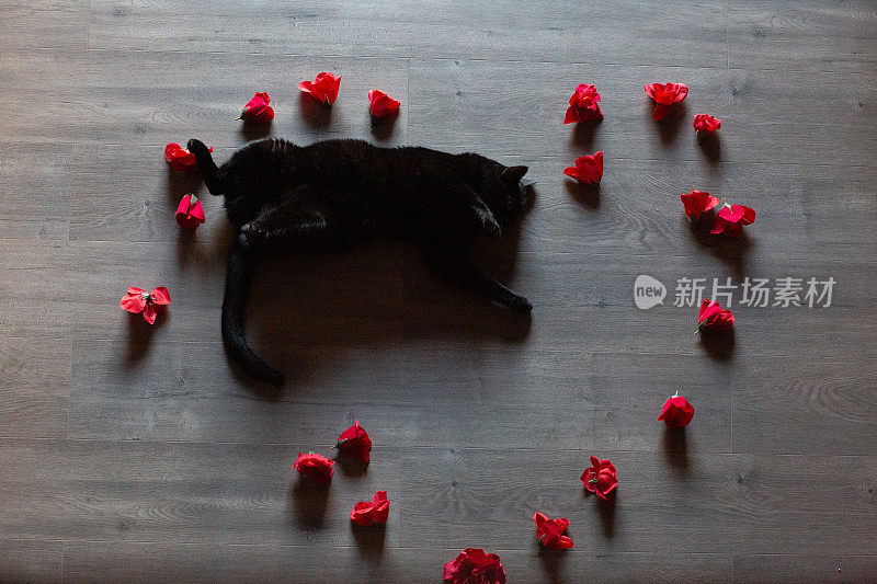 从上往下看，黑猫躺在木地板上排列成心形的红花上
